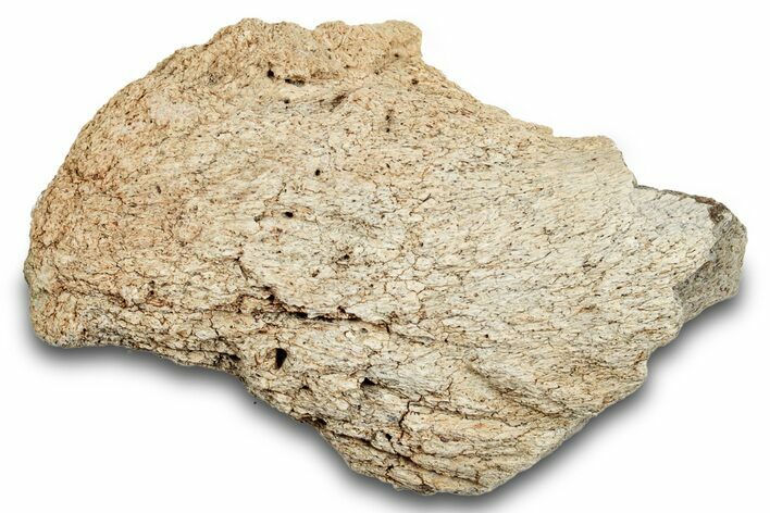 Dinosaur (Triceratops) Frill Shield Section - Montana #264974